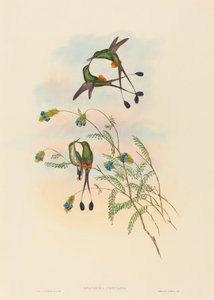 Spathura peruana Peruvian Racket-Tail by John Gould and Henry Constantine Richter John Gould and Henry Constantine Richter