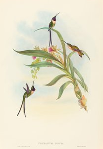 Tharmastura enicura Slender Shear-Tail by John Gould and Henry Constantine Richter John Gould and Henry Constantine Richter