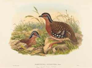 Rufous-breasted Bamboo Partridge by John Gould, William Matthew Hart