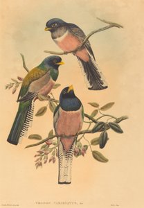 Trogan variegatus by John Gould, William Matthew Hart