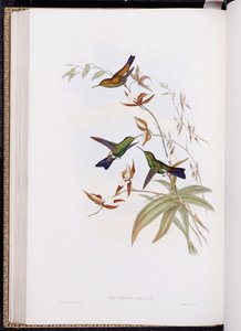 A Monograph of Trochilidae, or Family of Hummingbirds (published 1849-61)