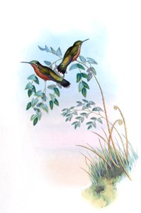 Adelomyia castaneiventris = Lampornis castaneoventris by John Gould