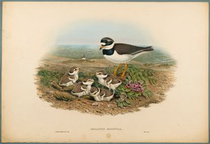 Ringed Plover by John Gould