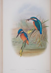 Alcedo Ispida, plate from The Birds of Great Britain by John Gould, published 1862-73 by John Gould