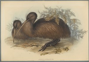 Apteryx Australis by John Gould