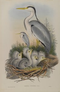 Heron by John Gould