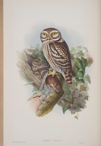 Athene Noctua, plate from The Birds of Great Britain by John Gould, published 1862-73 by John Gould