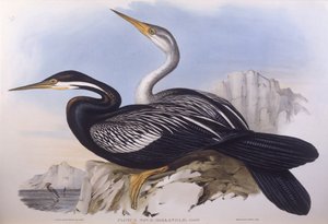 Australian darter (Anhinga novaehollandiae), Engraving by John Gould by John Gould