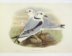 Black-legged kittiwake (Rissa tridactyla), Engraving by John Gould, William Hart, H C Richte by John Gould
