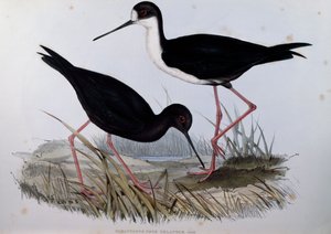 Black Stilt (Himantopus novaezelandiae), engraving from Birds of Australia