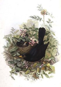 Blackbird