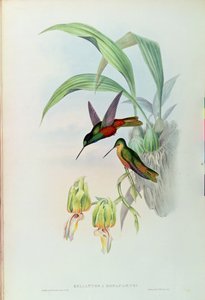 Bonaparte