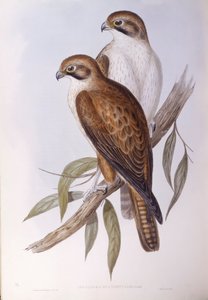 Brown Falcon (Falco berigora occidentalis), Engraving by John Gould by John Gould