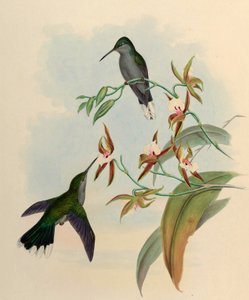 Campylopterus latipennis