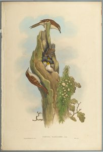 Certhia Familiaris - Tree Creeper by John Gould