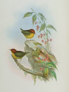 Cettia Castaneocoronata by John Gould