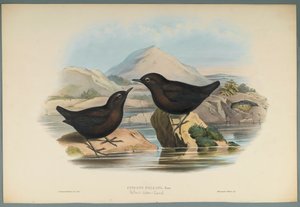 Pallas Water Ouzel