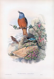 Common Rock Thrush
