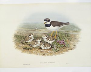 Common ringed plover (Charadrius hiaticula), illustration