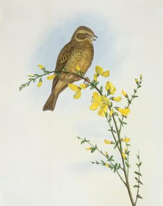 Corn Bunting (Miliaria calandra), Engraving by John Gould