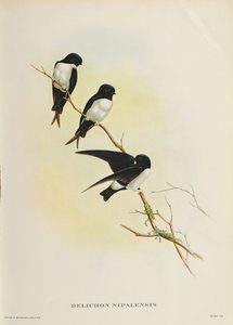 Delichon Nipalensis, from 
