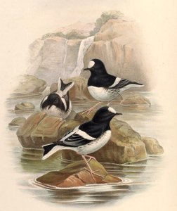 Enicurus scouleri by John Gould
