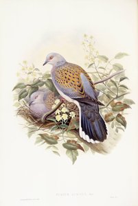 European turtle-dove (Streptopelia turtur), Engraving by John Gould