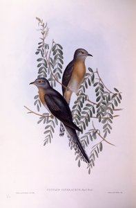 Fan-tailed cuckoo (Cacomantis flabelliformis), Engraving by John Gould by John Gould