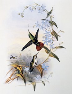 Fiery-tailed Awlbill (Avocettula recurvirostris)