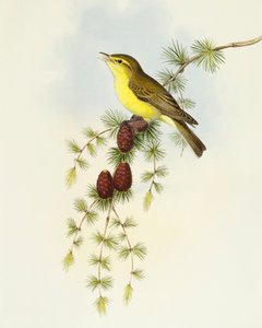 Flycatcher (Ficedula hypolaris), Engraving by John Gould