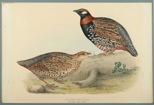 European Francolin by John Gould
