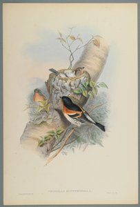 Bramblefinch