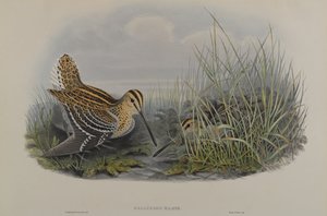 Gallinago Major - Great Snipe