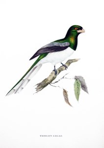 Giant Trogon, Bird from India
