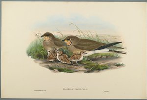 Common Pratincole by John Gould