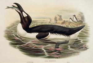Great Auk (Pinguinus impennis), engraving