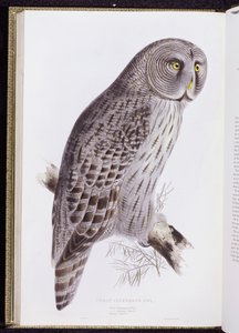 Great Cinereous Owl, from "The Birds of Great Britain" (published London, 1862-73) by John Gould