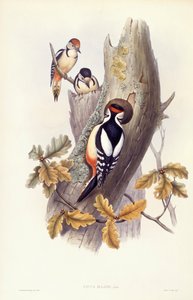 Great spotted woodpecker (Dendrocopos major), Engraving by John Gould