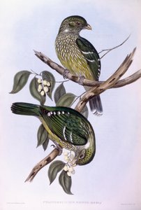 Green catbird (Ailuroedus crassirostris), Engraving