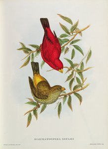 Haematospiza Sipahi, illustration from 