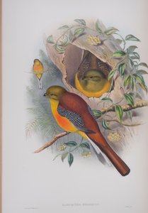 Harpactes Oreskios, plate from The Birds of Great Britain by John Gould