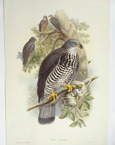 Honey-buzzard (Pernis apivorus), illustration by John Gould