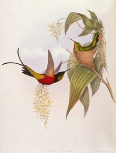 Hummingbirds (Topaza Pyra) from A Monograph of the Trochilid