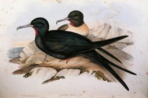 Illustration from John Gould