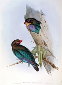 Illustration from John Gould