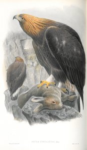 Illustration of Golden Eagle by John Gould