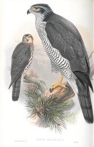 Illustration of Astur Palumbarius (Goshawk)