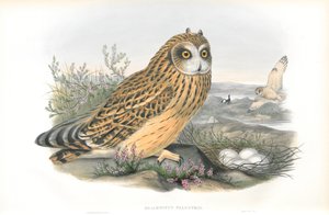 Illustration of Brachyotus Palustris (Short-eared Owl)