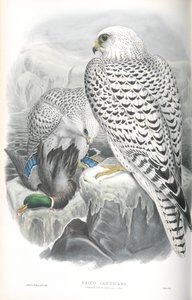 Illustration of Falco Candicans (Greenland Falcon Dark Race)