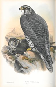 Illustration of Falco Gyrfalco (Norwegian Gyrfalcon)